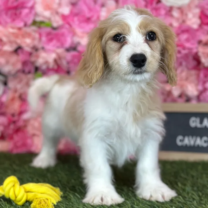 Female Cavachon puppy named Gladys for sale at Pet Express Saugus.