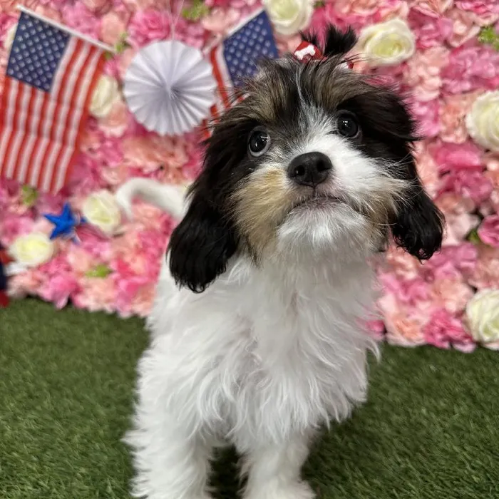 Female Cavanese Puppy for Sale in Saugus, MA