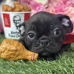 car_main_img_/media/ap_media/pets/BODDTBQJESJS180783.webp.250x250_q85.webp