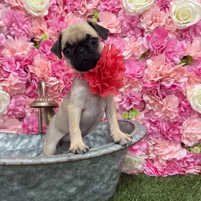 Female Pug Puppy for Sale in Braintree, MA
