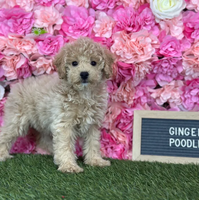 Female Poodle (Mini) puppy named Ginger for sale at Pet Express Saugus.