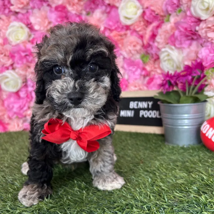 Male Poodle (Mini) puppy named Benny for sale at Pet Express Braintree.