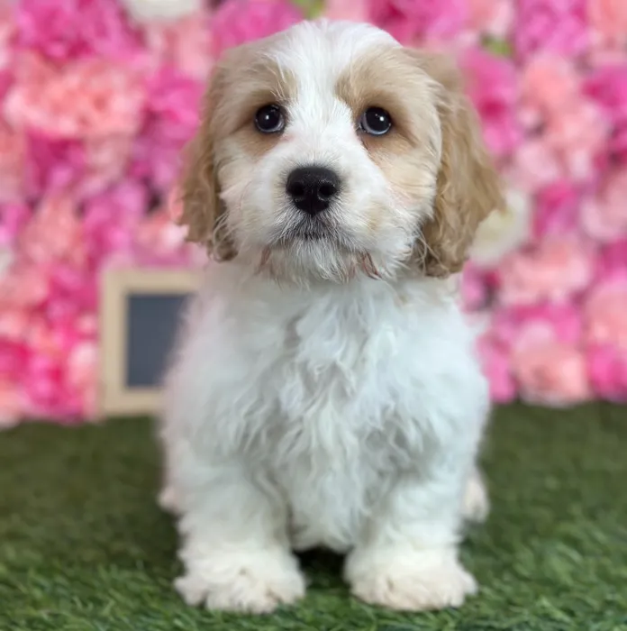 Male Cavachon puppy named Sailor for sale at Pet Express Saugus.