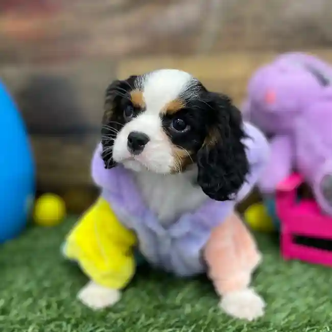 Male Cavalier King Charles Spaniel Puppy for Sale in Braintree, MA