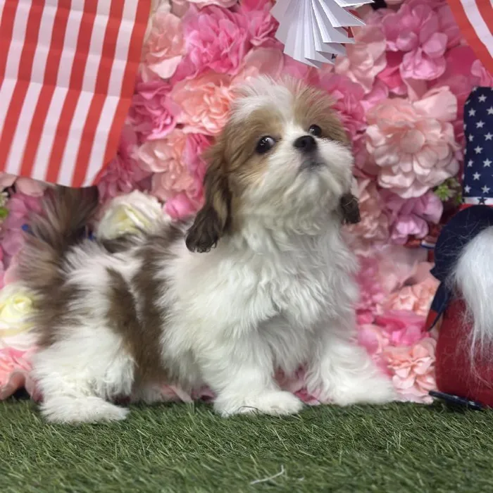 Female Lhasa Apso Puppy for Sale in Saugus, MA