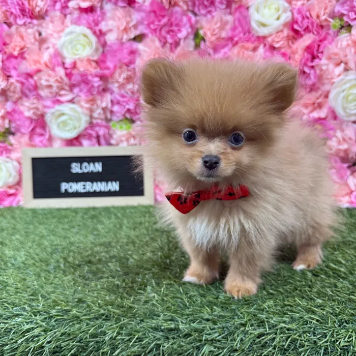 Male Pomeranian puppy named Sloan for sale at Pet Express Braintree.