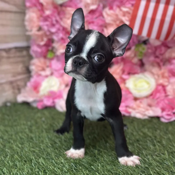 Male Boston Terrier Puppy for Sale in Saugus, MA