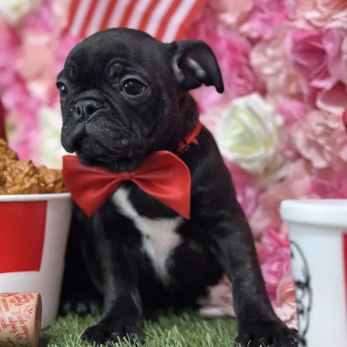 Male Bugg Puppy for Sale in Saugus, MA