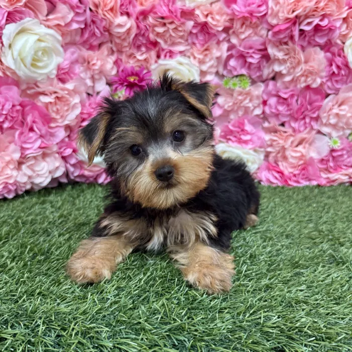 Male Yorkshire Terrier Puppy for Sale in Braintree, MA