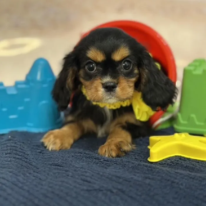 Female Cavalier King Charles Spaniel Puppy for Sale in Braintree, MA