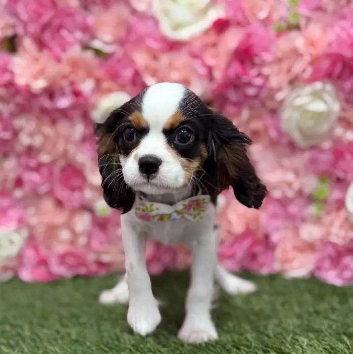 Male Cavalier King Charles Spaniel Puppy for Sale in Braintree, MA