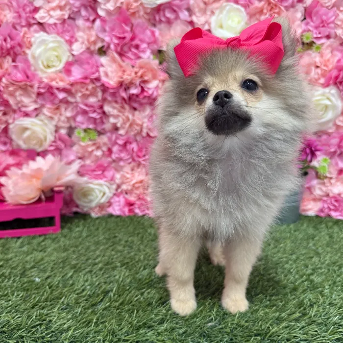 Female Pomeranian Puppy for Sale in Braintree, MA