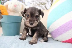 car_main_img_/media/ap_media/pets/BRRDJILRJXEW183793.webp.250x250_q85.webp
