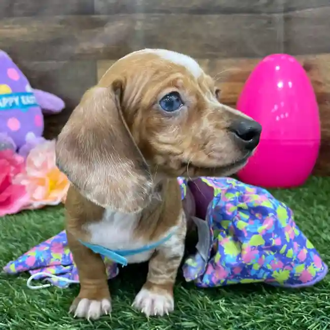 Female Dachshund Puppy for Sale in Braintree, MA