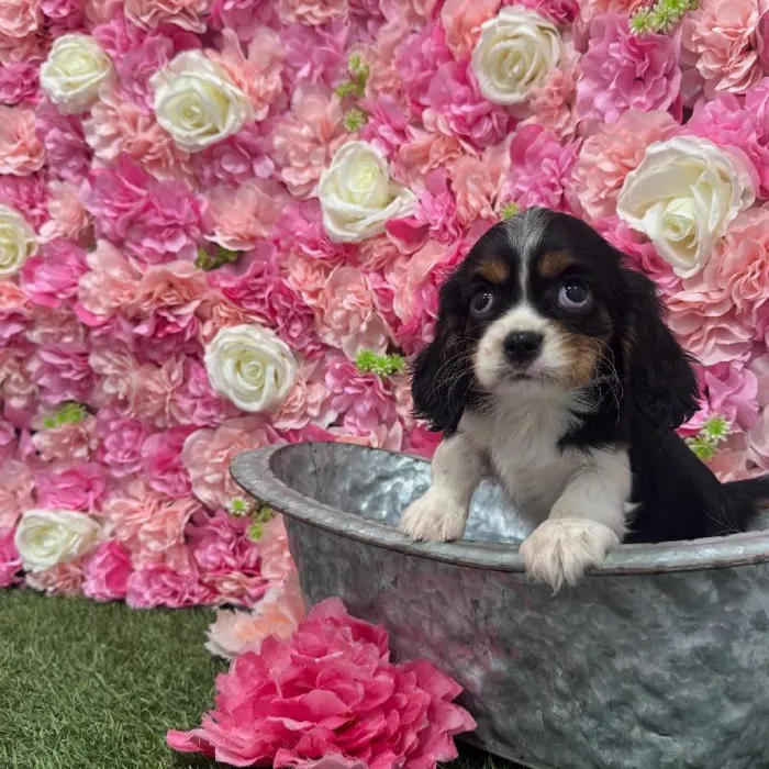 Female Cavalier King Charles Spaniel Puppy for Sale in Braintree, MA