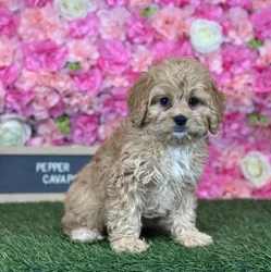 Female Cavapoo puppy named Pepper for sale at Pet Express Saugus.