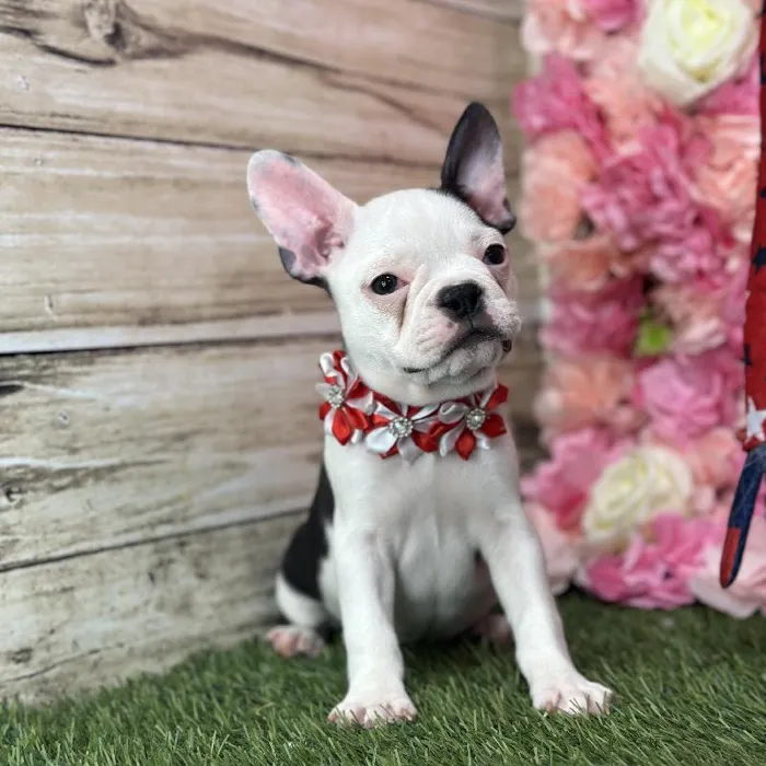 Female Froston Puppy for Sale in Saugus, MA