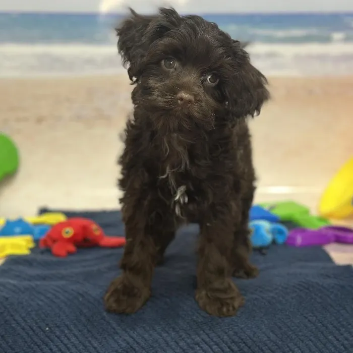 Male Havapoo Puppy for Sale in Saugus, MA