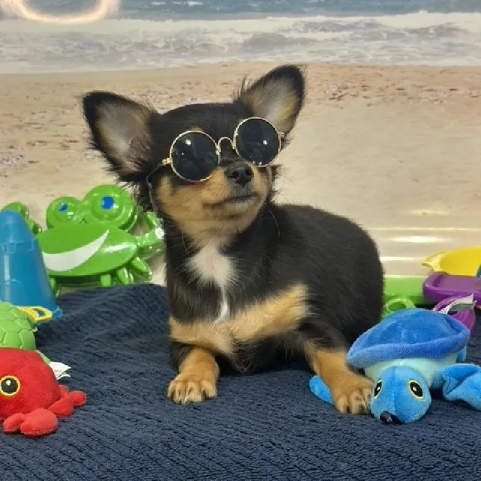 Male Chihuahua Puppy for Sale in Saugus, MA