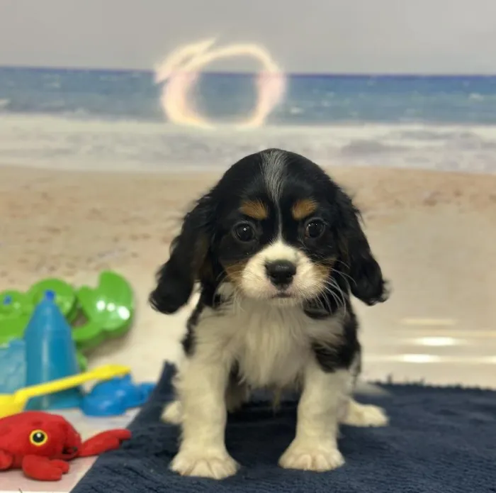 Male Cavalier King Charles Spaniel Puppy for Sale in Saugus, MA