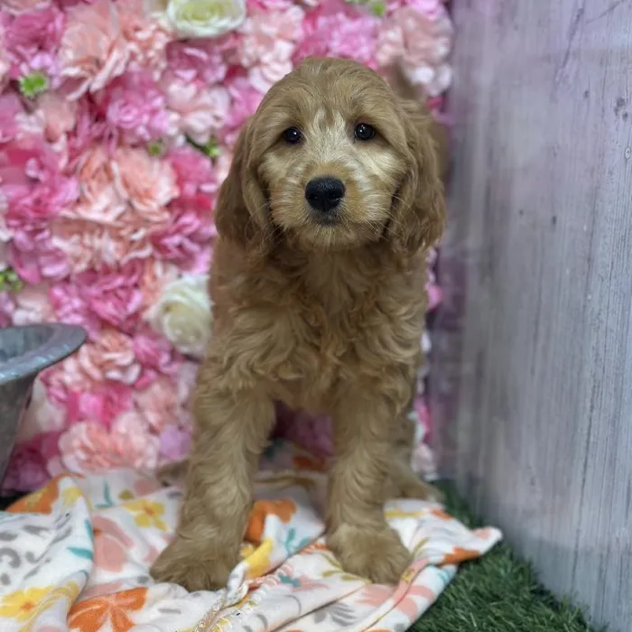 Female Mini Goldendoodle (Moyen) Puppy for Sale in Saugus, MA