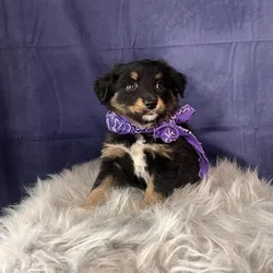 Female Miniature Australian Shepherd puppy named Sadie for sale at Pet Express Braintree.