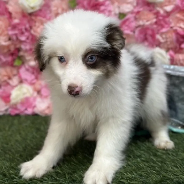 Male Toy Australian Shepherd Puppy for Sale in Braintree, MA
