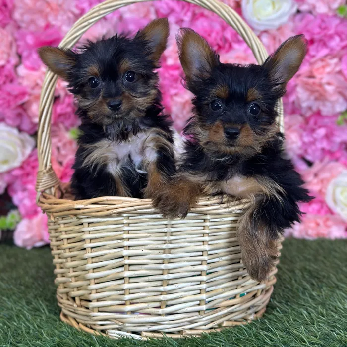 Male Yorkshire Terrier puppy named Mistah for sale at Pet Express Saugus.