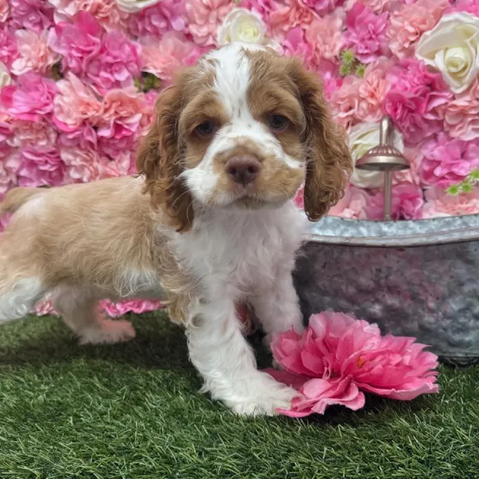Male Cocker Spaniel Puppy for Sale in Braintree, MA