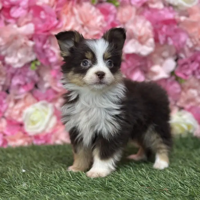 Female Toy Australian Shepherd Puppy for Sale in Braintree, MA