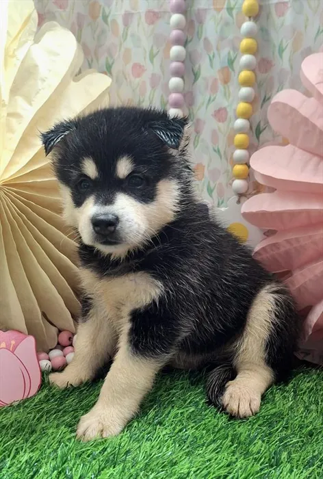 Male Alaskan Klee Kai puppy named Jay for sale at Pet Express Saugus.