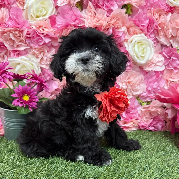 Female Lhasa-Poo Puppy for Sale in Braintree, MA