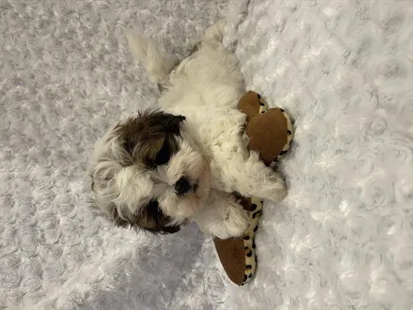 Female Shih-Poo puppy named Osa for sale at Pet Express Saugus.