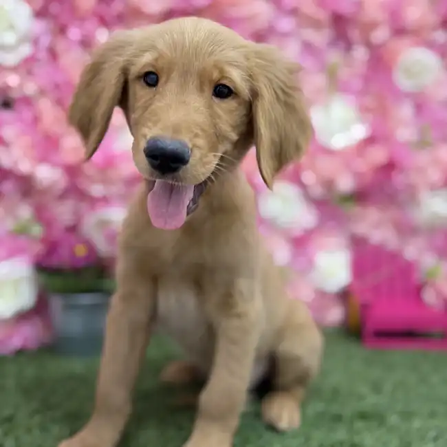 Male Golden Retriever Puppy for Sale in Braintree, MA