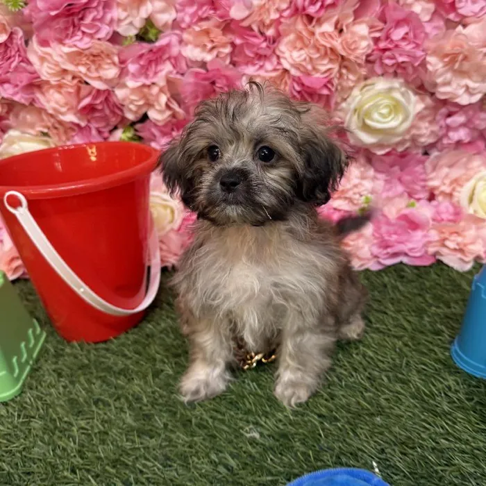 Male Shih-Poo Puppy for Sale in Saugus, MA