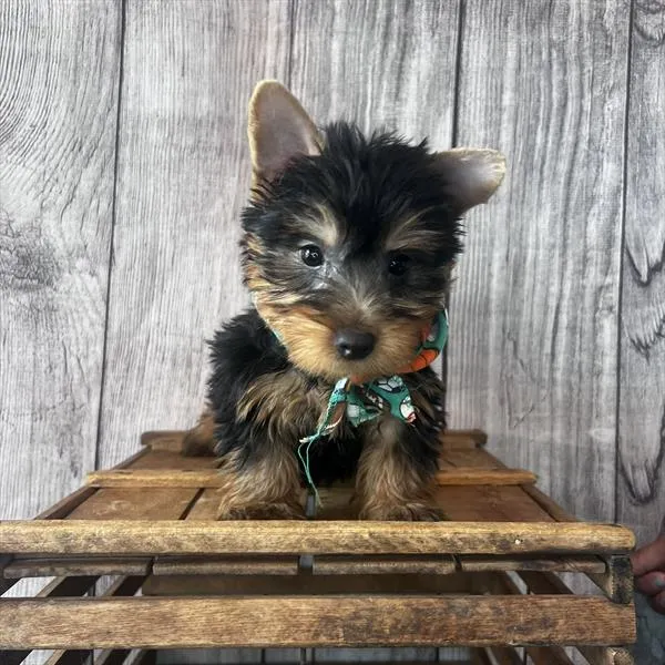 Male Silky Terrier puppy named Witwicky for sale at Pet Express Saugus.