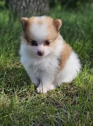 car_main_img_/media/ap_media/pets/BWPRTNWNJCZK192704.webp.250x250_q85.webp