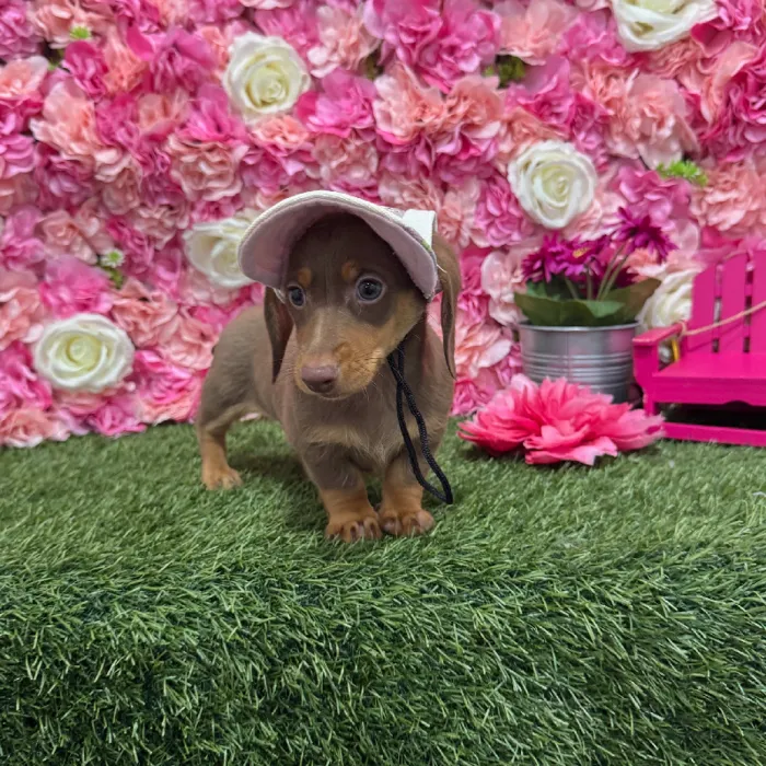 Male Dachshund Puppy for Sale in Braintree, MA