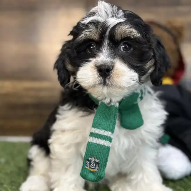 Male Lhasa-Poo Puppy for Sale in Saugus, MA