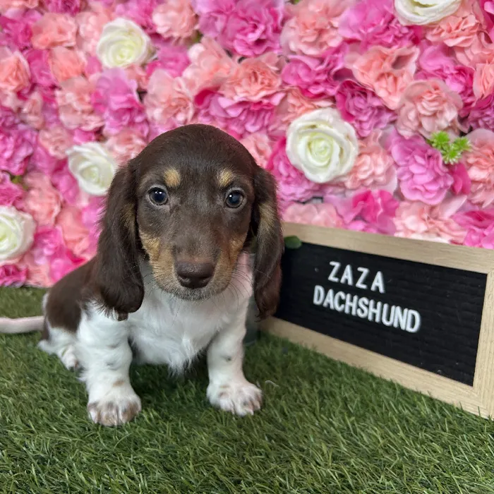 Female Dachshund puppy named Zaza for sale at Pet Express Braintree.