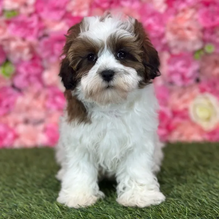 Female Shih-Poo puppy named Osa for sale at Pet Express Saugus.