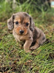 car_main_img_/media/ap_media/pets/BXWMAWXXHIWK192715.webp.250x250_q85.webp