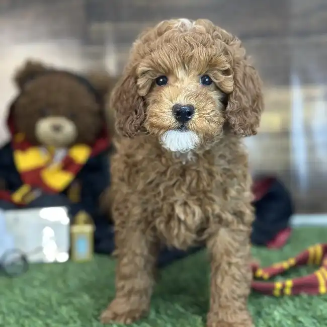 Male Poodle Moyen (Medium) Puppy for Sale in Saugus, MA