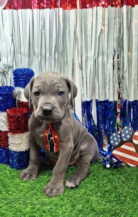 Male Cane Corso puppy named Riggs for sale at Pet Express Braintree.