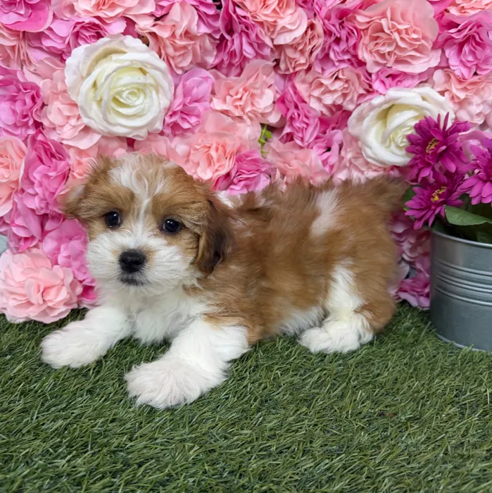 Male Lhasa-Poo puppy named Rajah for sale at Pet Express Braintree.