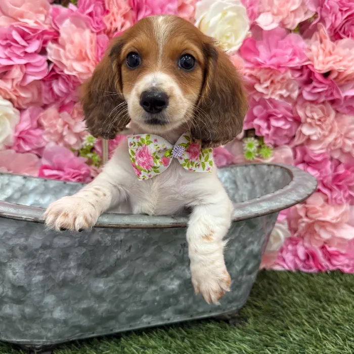 Male Dachshund Puppy for Sale in Braintree, MA