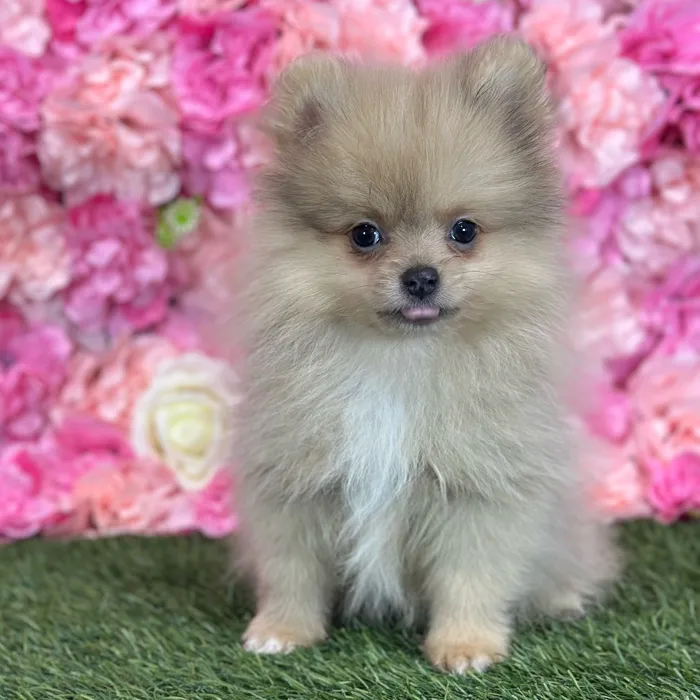 Male Pomeranian puppy named Freddy for sale at Pet Express Saugus.
