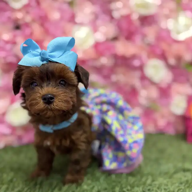 Female Yorkie-Poo Puppy for Sale in Braintree, MA