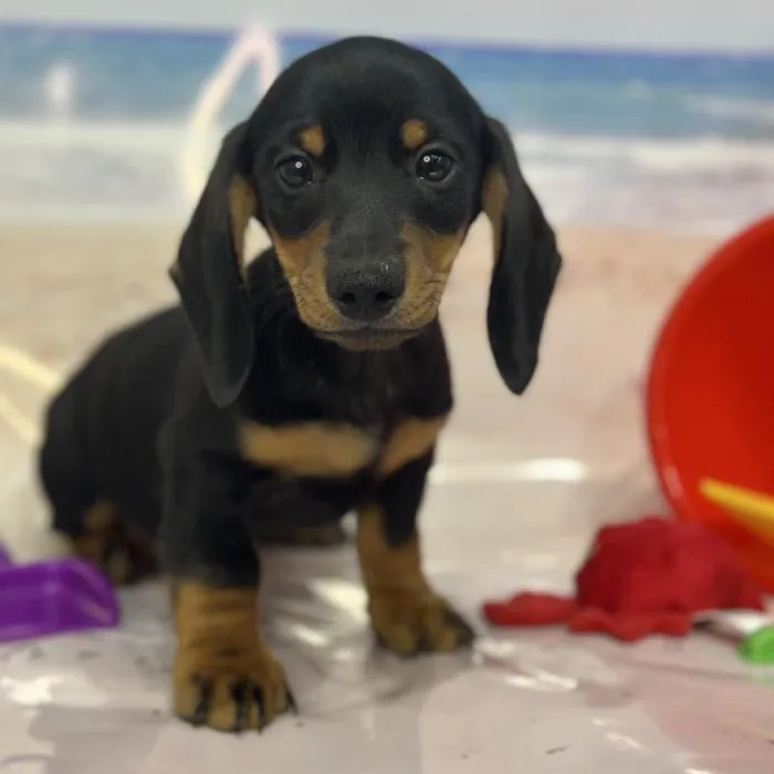 Male Dachshund Puppy for Sale in Saugus, MA