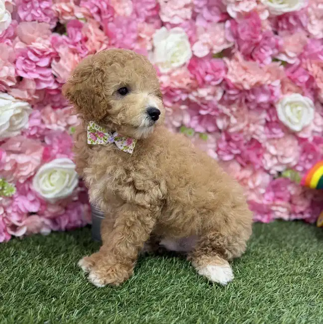 Male Poodle (MINI) Puppy for Sale in Braintree, MA